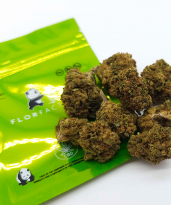 Panda One - T-REX