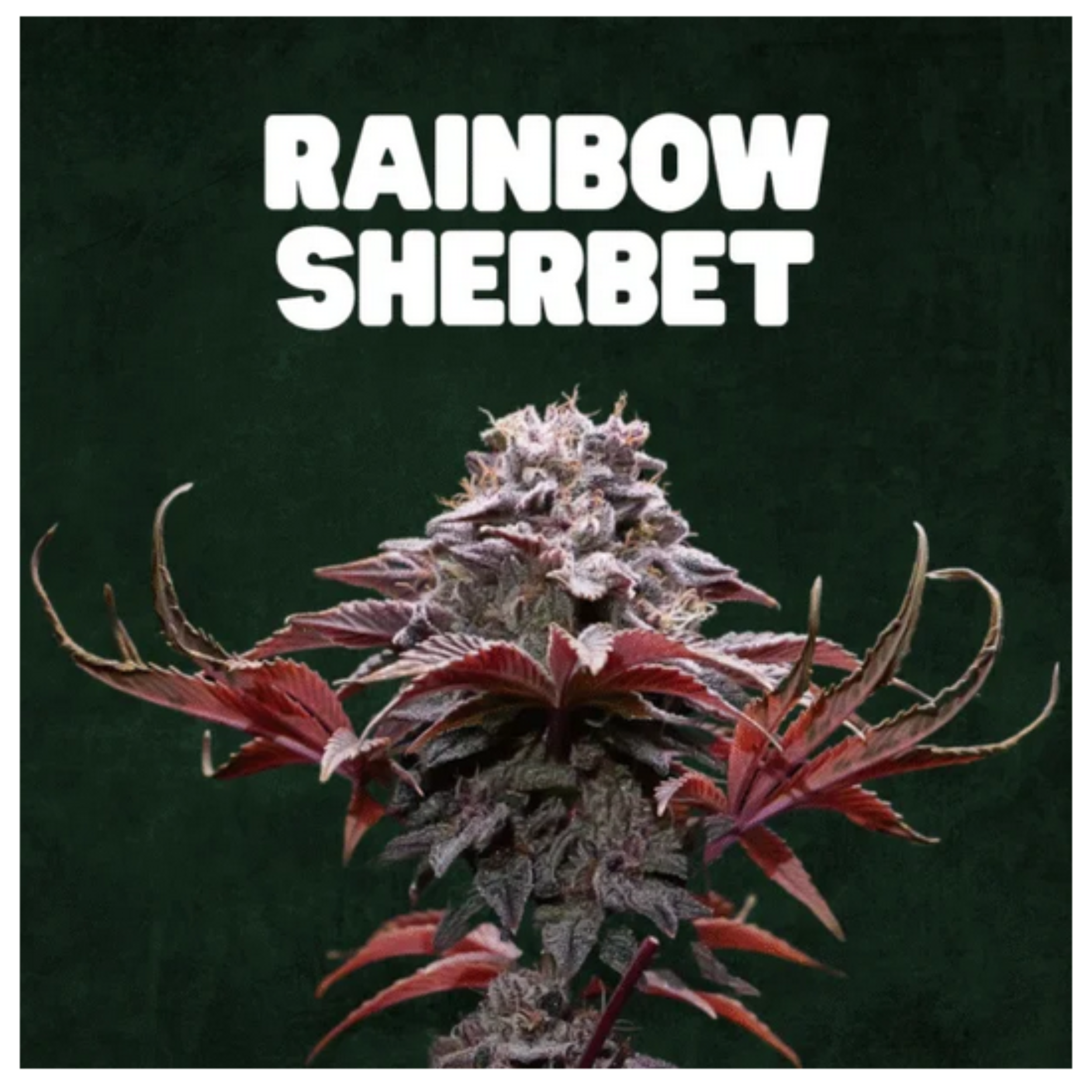 🇨🇵 Blato – Rainbow Sherbet🌈