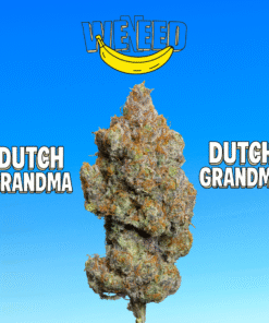 🇮🇹Weneed - Dutch Grandma