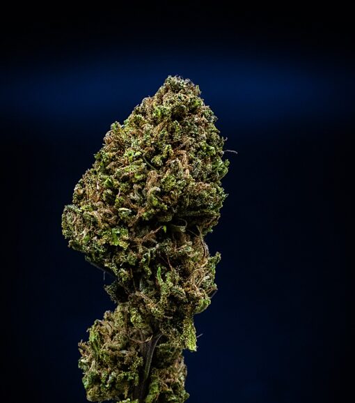 🇨🇵 La Tête à L'Ouest - Space Garlic OG