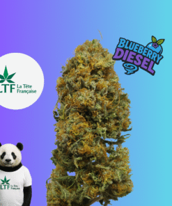 🇨🇵 LTF - Blueberry Diesel Indoor