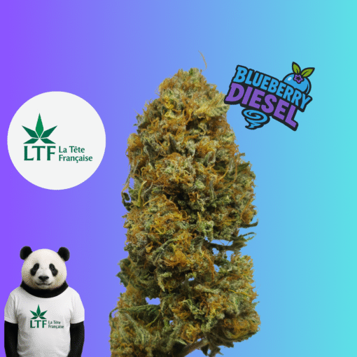 🇨🇵 LTF - Blueberry Diesel Indoor