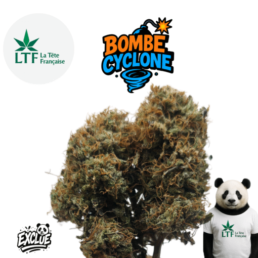 🇨🇵 LTF - Bombe Cyclone Indoor