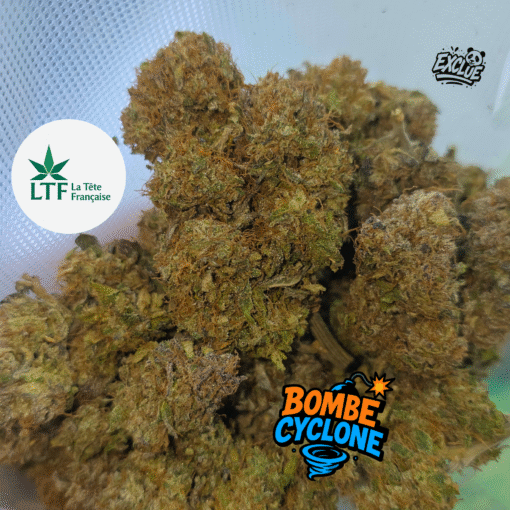 🇨🇵 LTF - Bombe Cyclone Indoor – Image 2