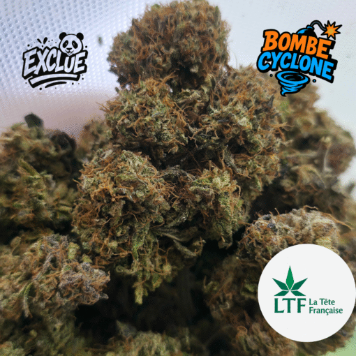 🇨🇵 LTF - Bombe Cyclone Indoor – Image 3