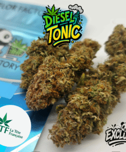 🇨🇵 LTF - Diesel Tonic Indoor