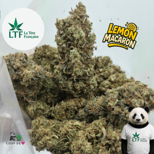 🇨🇵 LTF - Lemon Macaron Indoor – Image 2