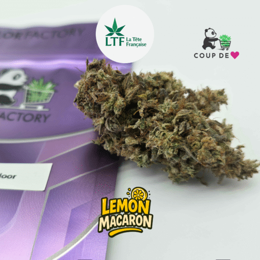 🇨🇵 LTF - Lemon Macaron Indoor – Image 3