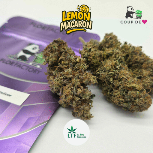 🇨🇵 LTF - Lemon Macaron Indoor – Image 4