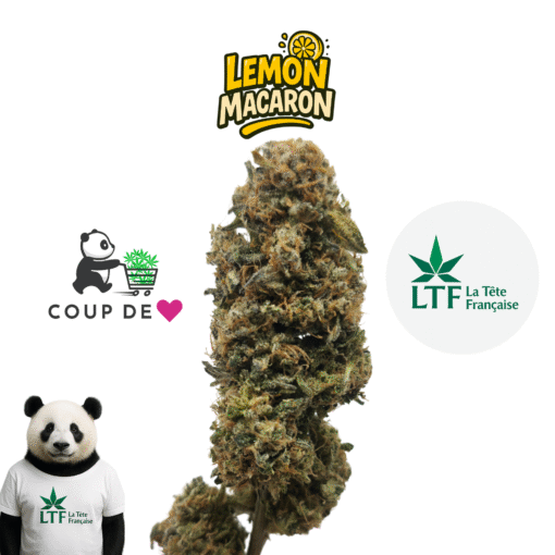 🇨🇵 LTF - Lemon Macaron Indoor