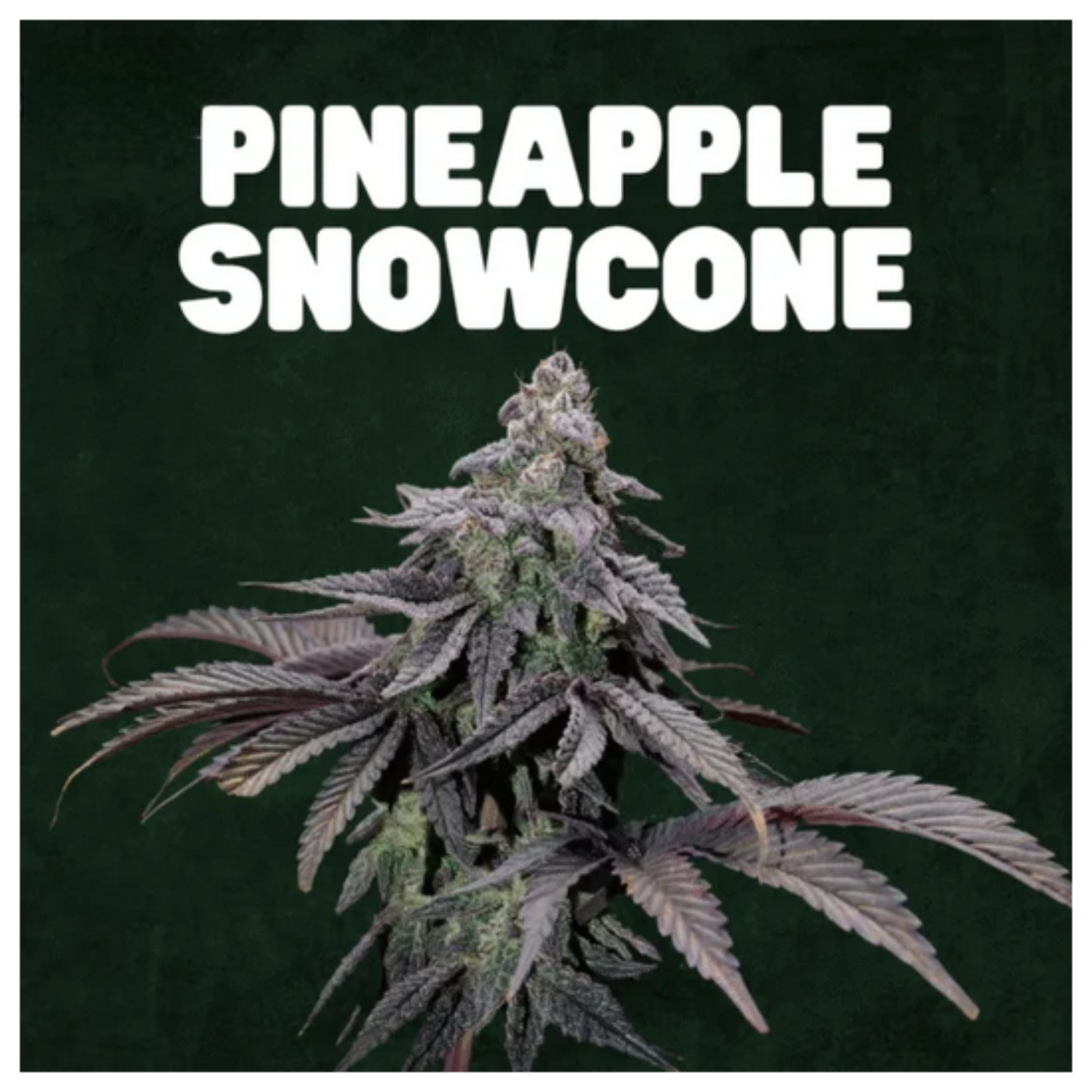 🇨🇵 Blato – Pineapple Snowcone🍍