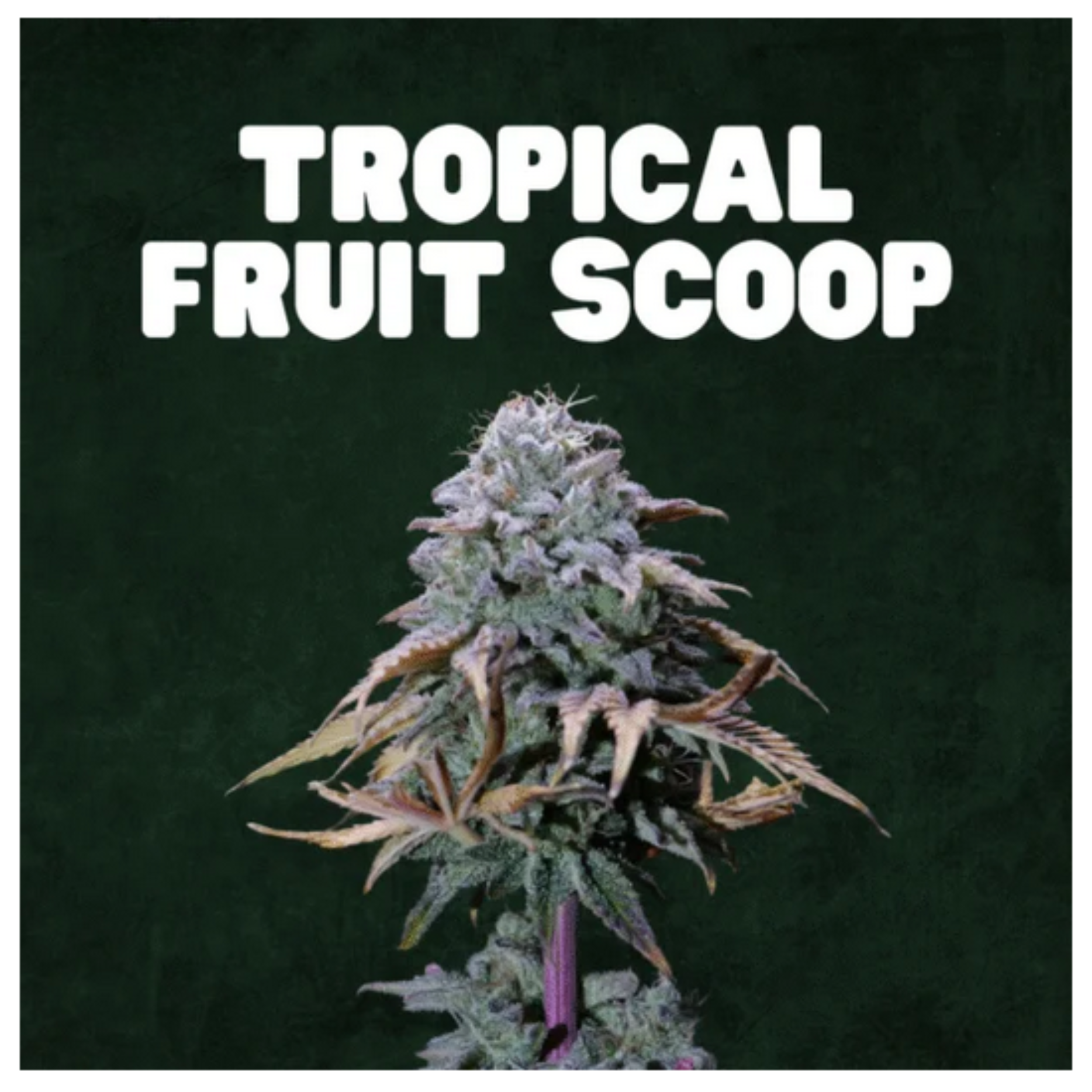 🇨🇵 Blato – Tropical Fruit Scoop🥭