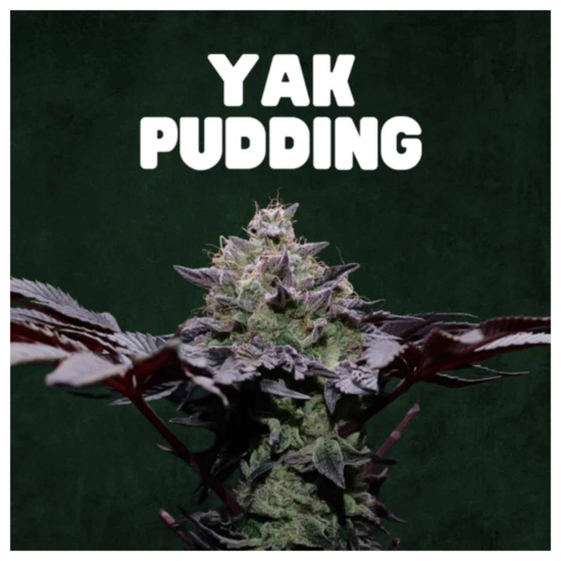 🇨🇵 Blato – Yak Pudding🍮